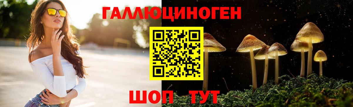 Псилоцибиновые грибы Psilocybine cubensis Кольчугино